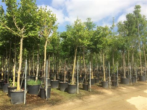 moon valley nursery tree sizes|moon valley nursery tree prices.